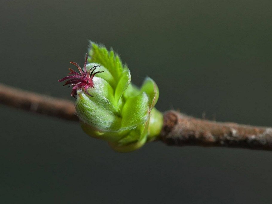 Лещина обыкновенная