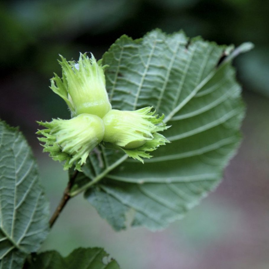 Сорт фундука Варшавский красный