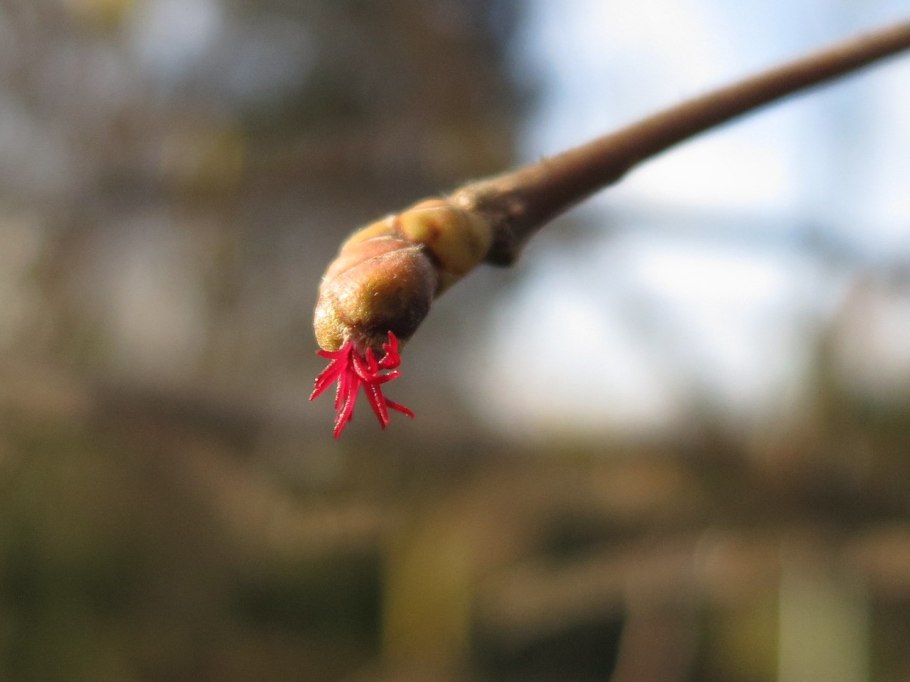 Лещина обыкновенная цветение