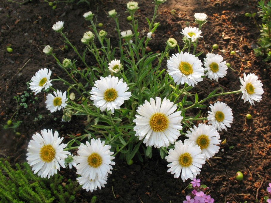 Астра Альпийская dunkle schone