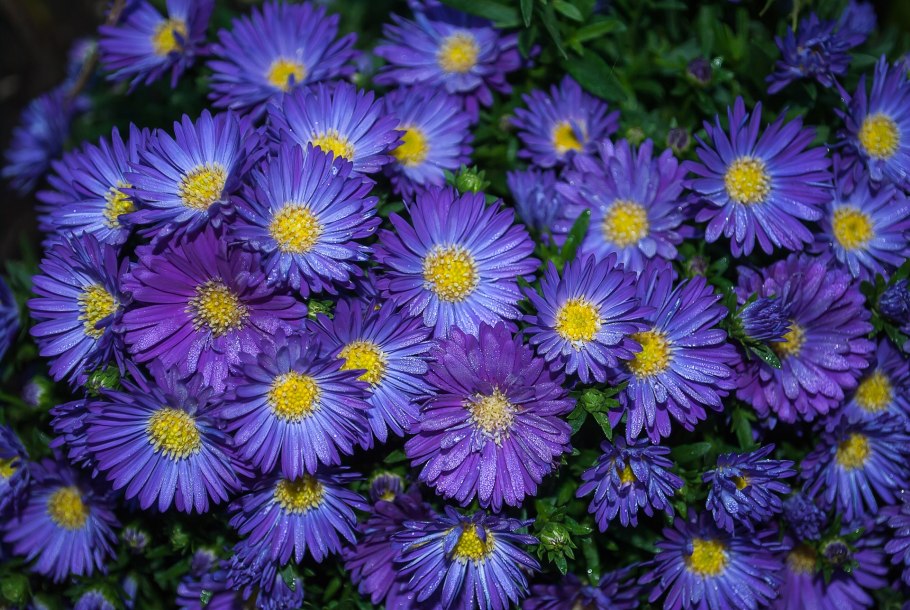 Астра Альпийская (Aster Alpinus) ‘Glory’