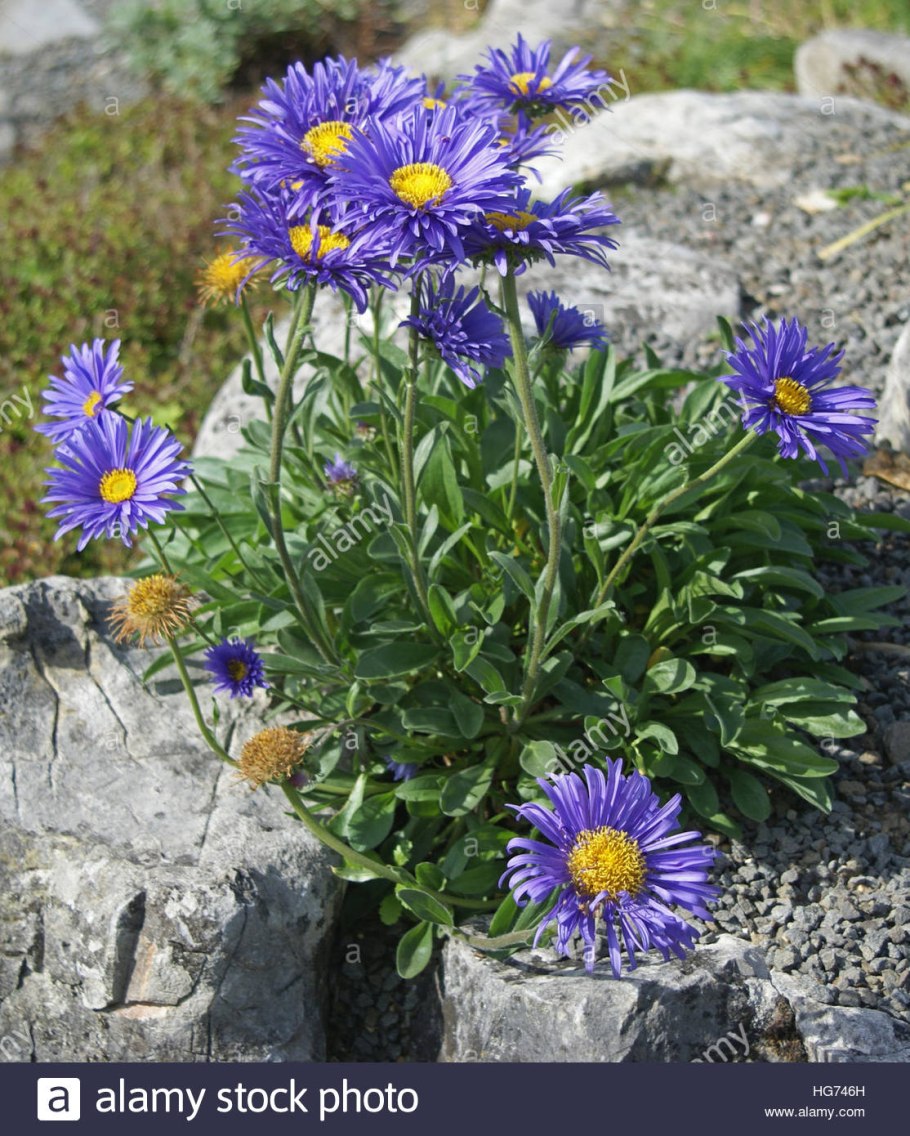 Астра Альпийская (Aster Alpinus)