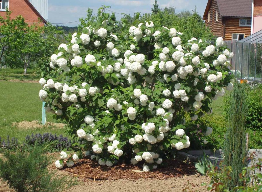 Калина декоративная бульденеж