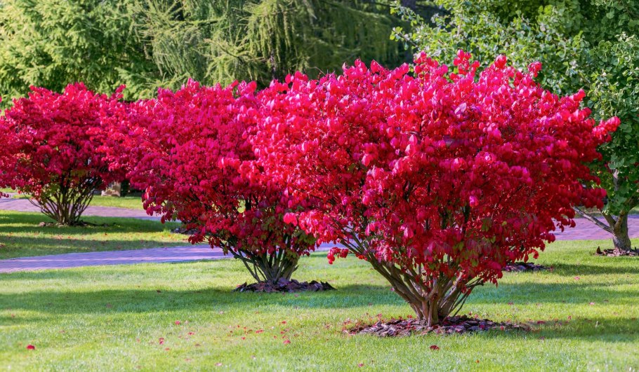 Spiraea japonica Anthony Waterer