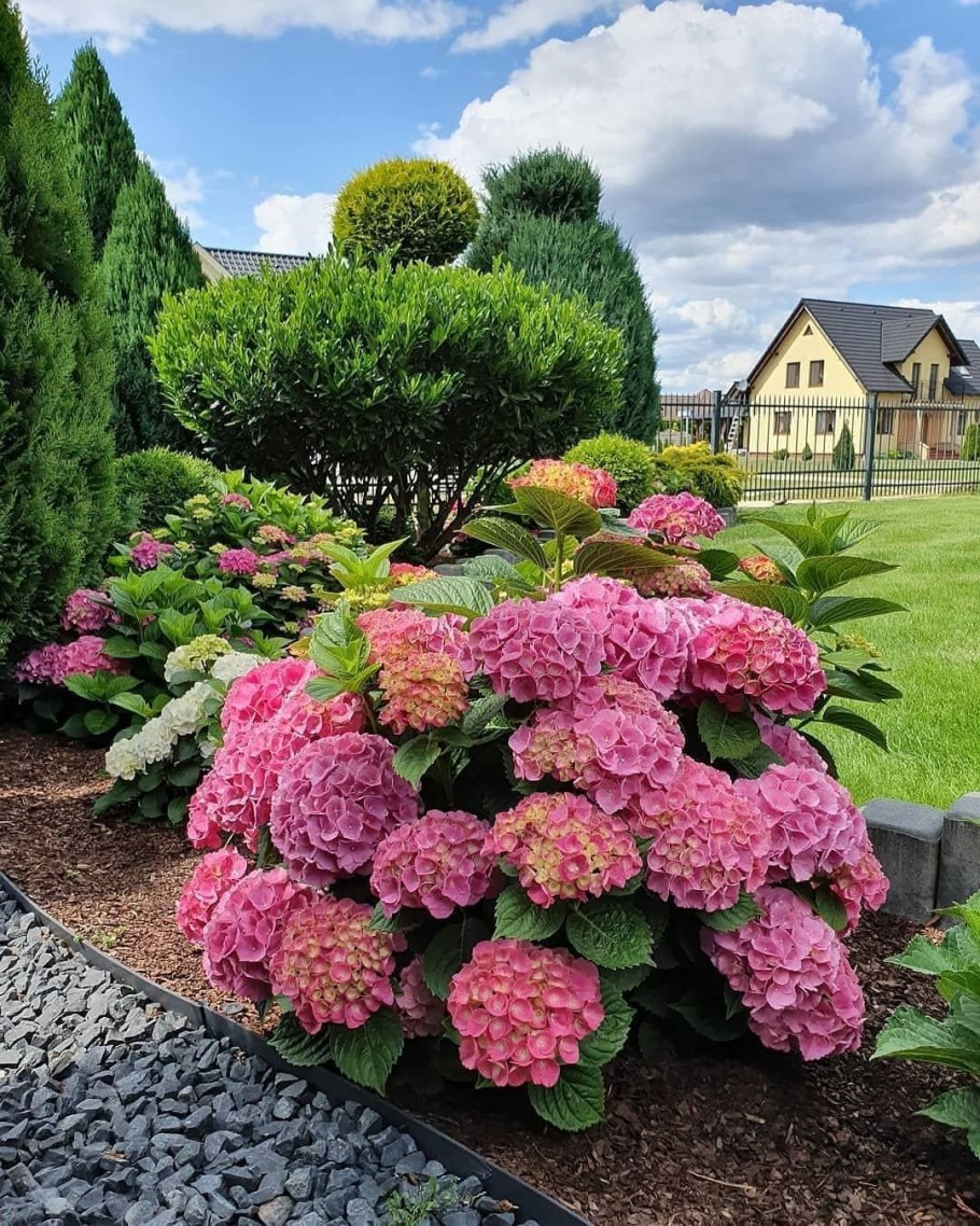 Гортензия Садовая метельчатая