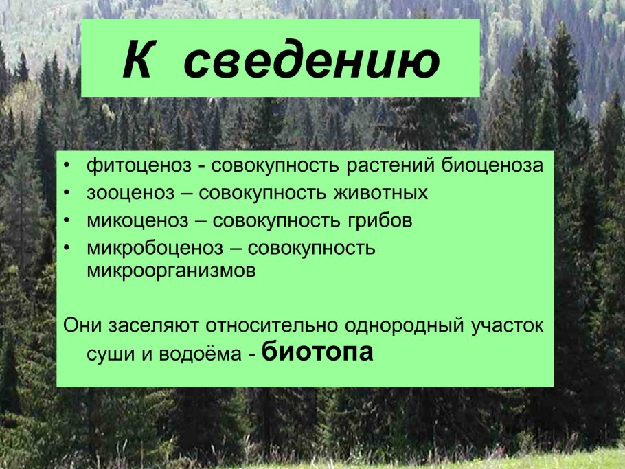 Фитоценоз это совокупность