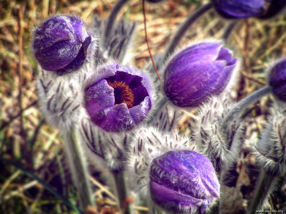 Майкараган Волжский описание
