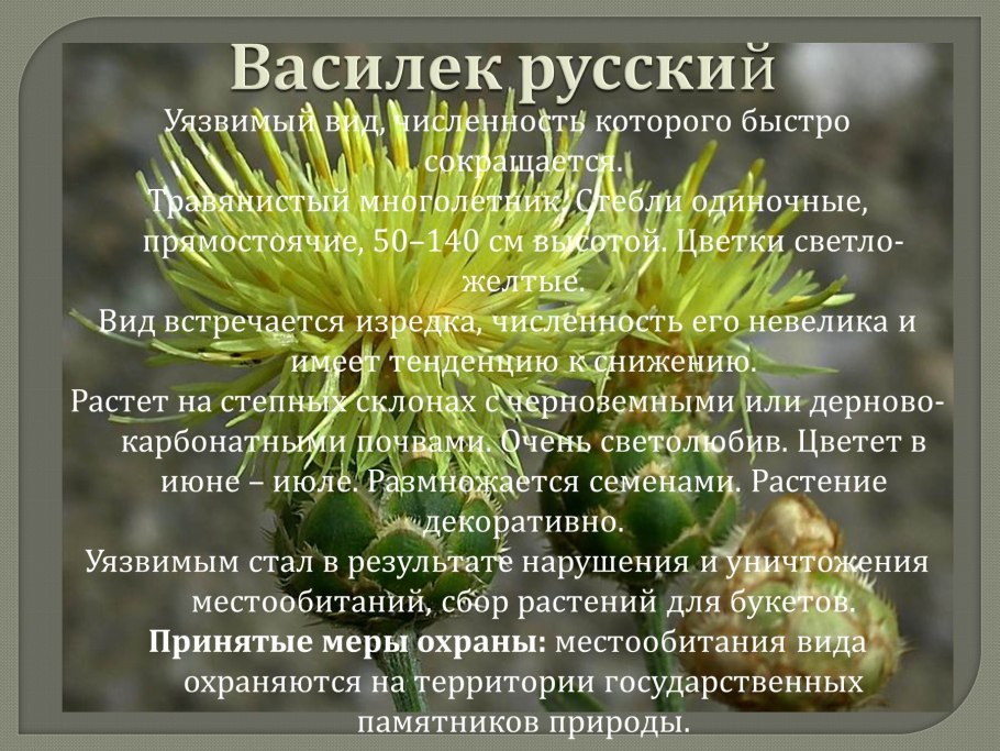 Белая кувшинка красная книга для детей