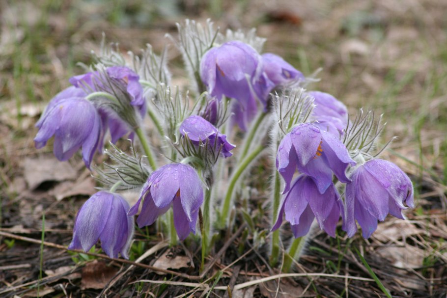 Прострел весенний Pulsatilla vernalis