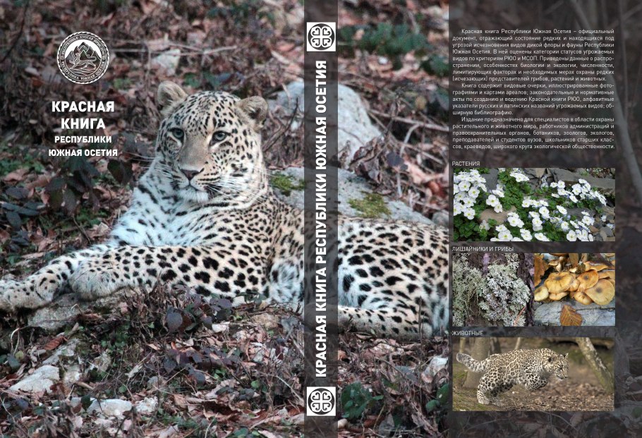 Тюльпан Геснера