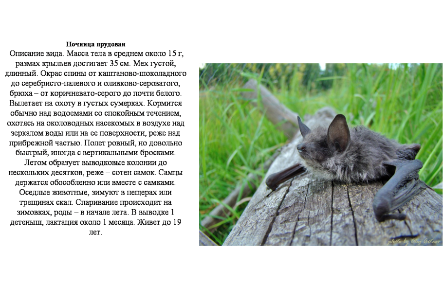 Рассказ о красоте растений