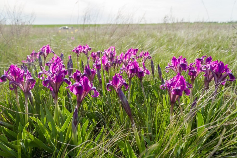 Василек русский красная книга