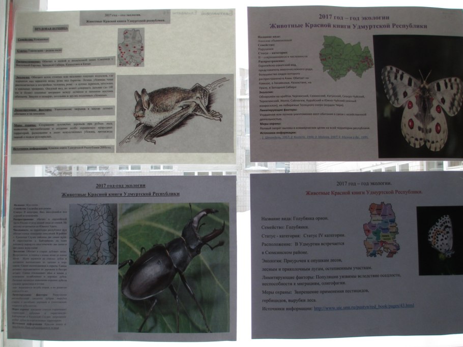 Адонис весенний Краснодарский край