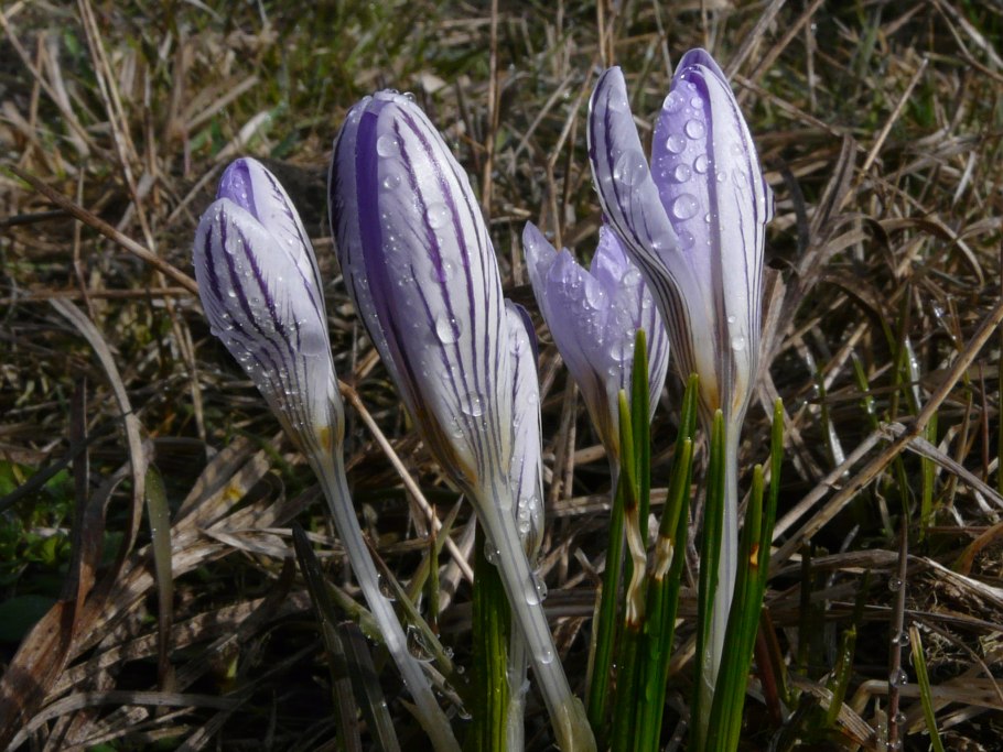 Цветные страницы красной книги