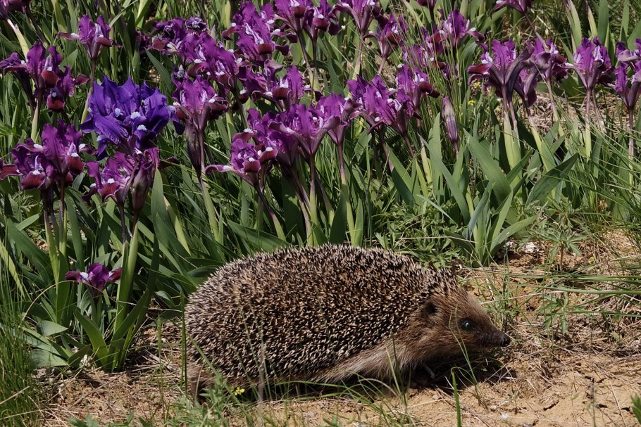 Еж белогрудый