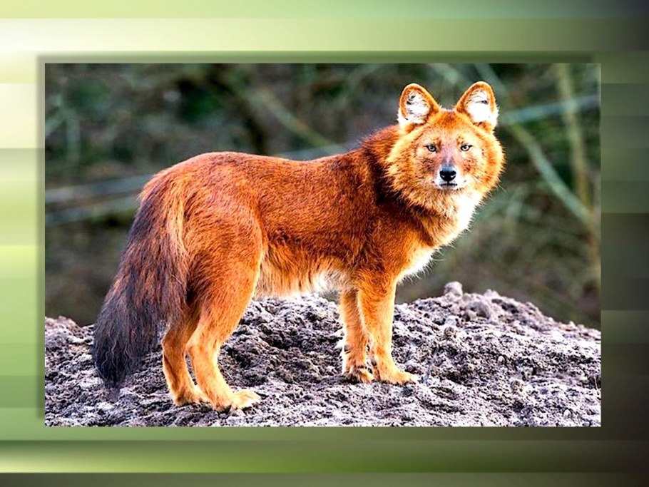 Растения из красной книги Татарстана