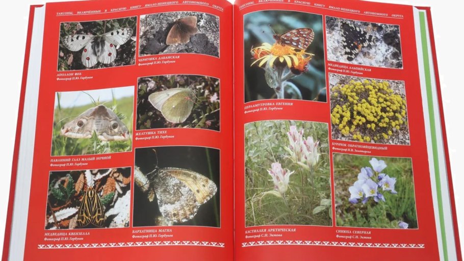 Ковыль перистый систематика