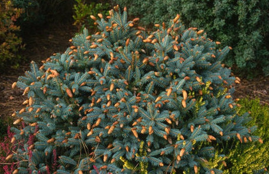 Ель колючая Руби тиардропс