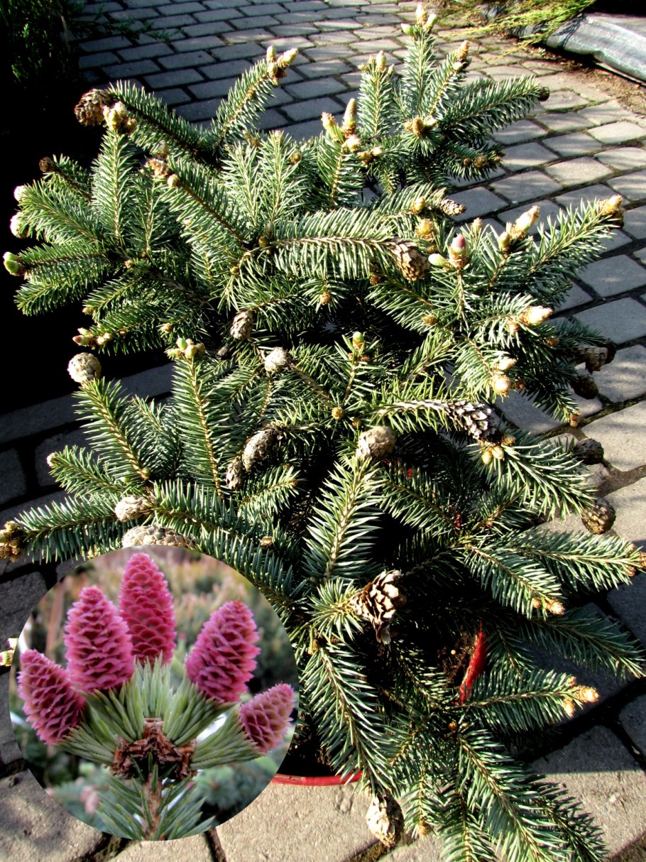 Picea Mariana Beissneri