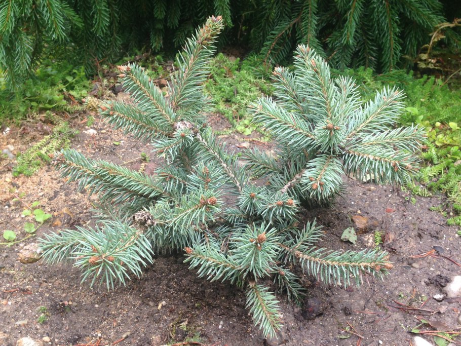 Ель колючая (Picea pungens Lucky Strike