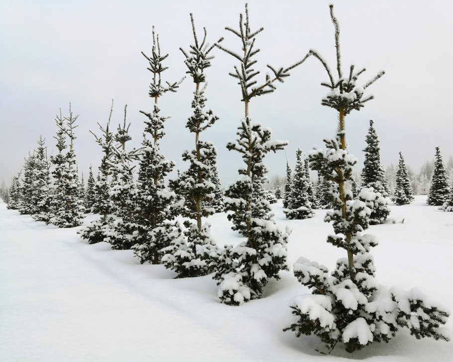 Хвойники сосна можжевельник