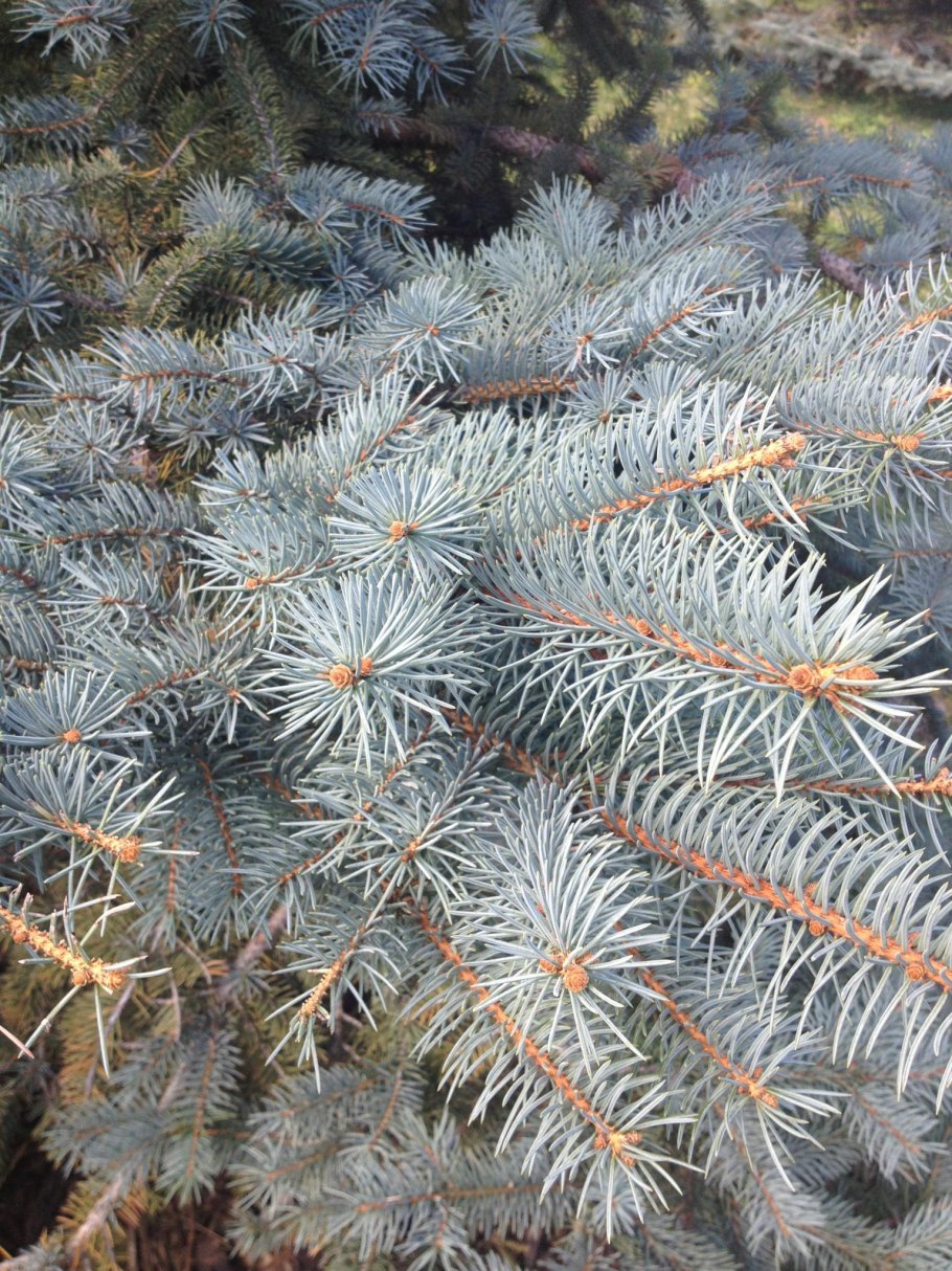 Почвопокровные хвойники многолетники