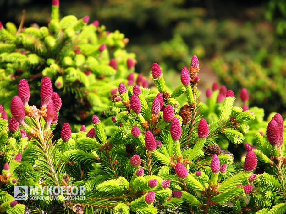 Ель сизая/канадская (Picea glauca Echiniformis