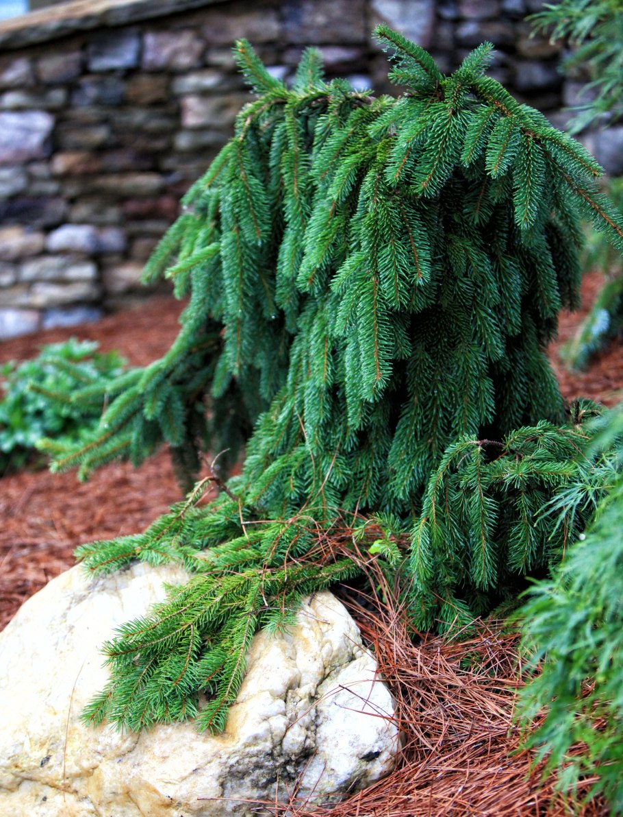 Ель обыкновенная пуш