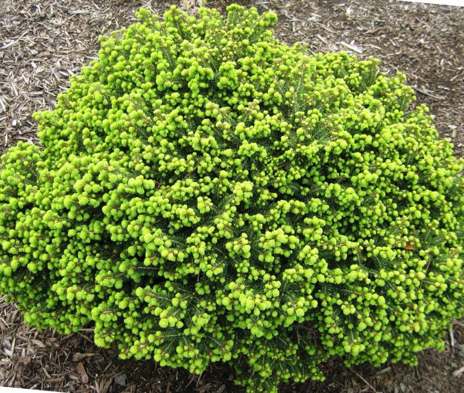 Ель обыкновенная Акрокона Голден