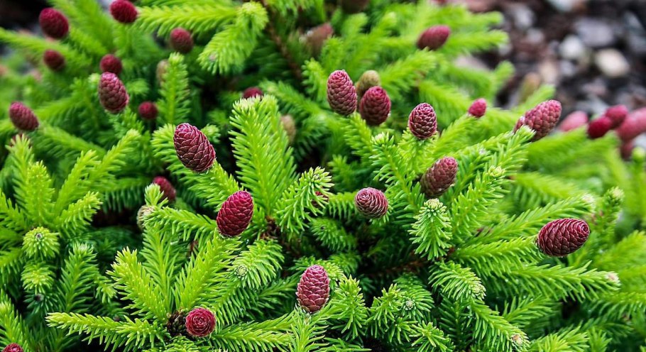 Ель обыкновенная Picea Abies Loreley