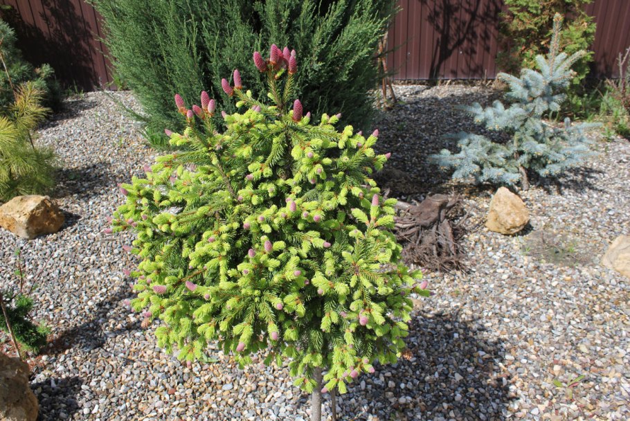 Пихта Акрокона