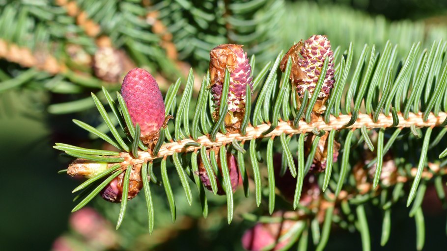 Посадка елей крупномеров