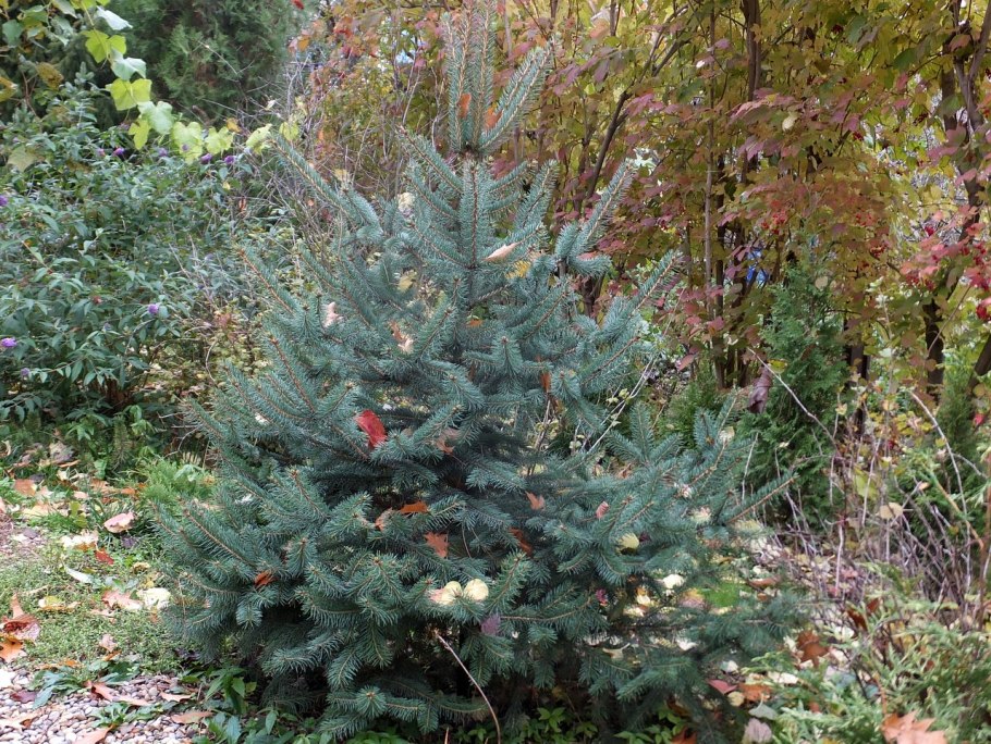 Пихта корейская Вариегата