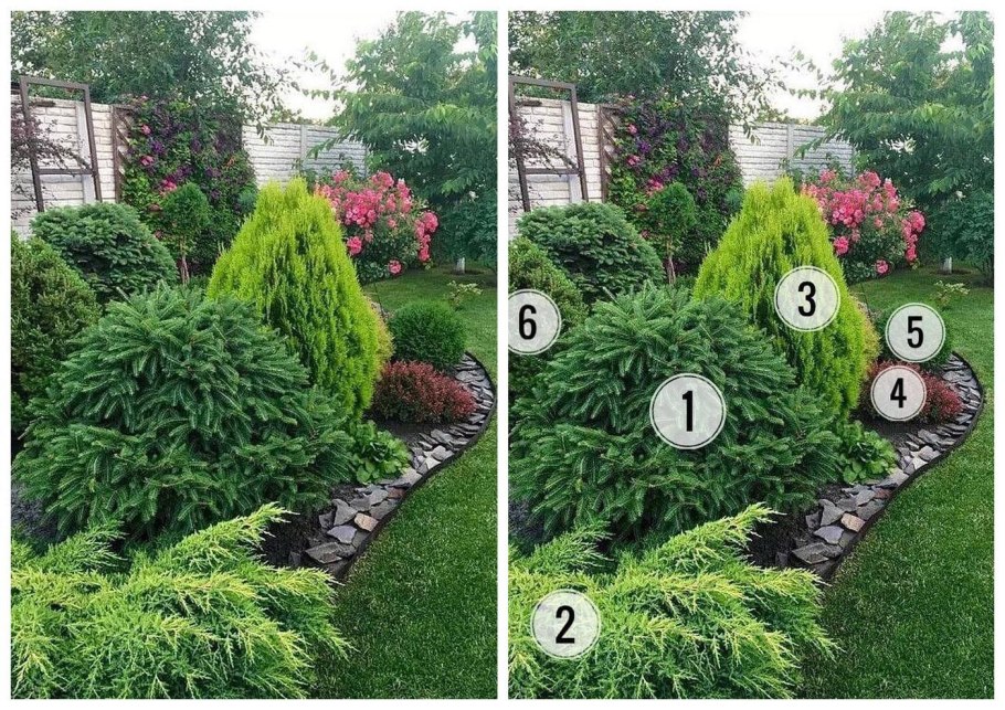 Пихта Грин карпет