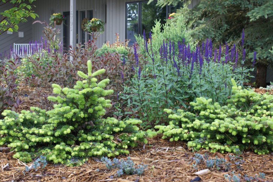 Ель колючая Мисти Блю