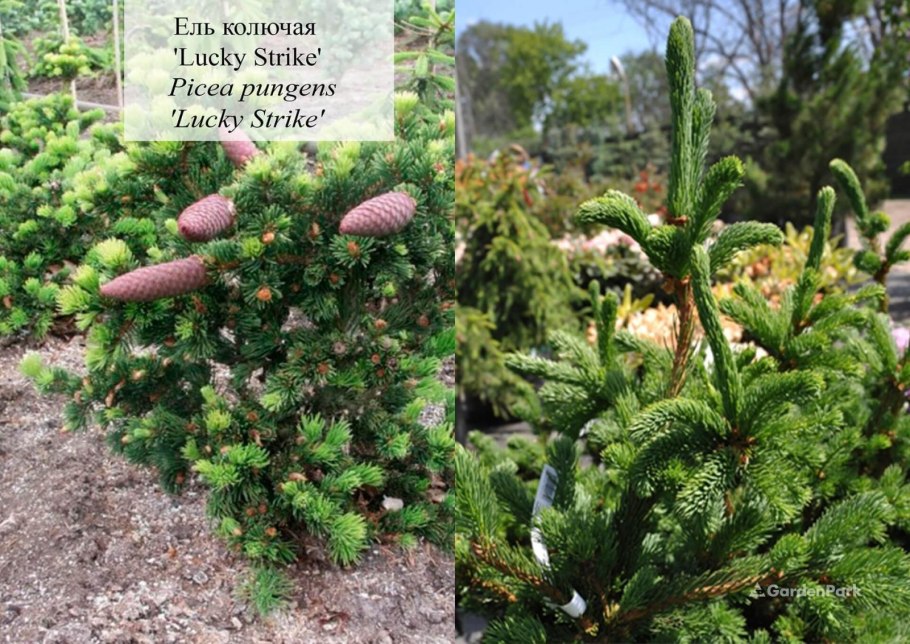 Ель колючая лаки страйк