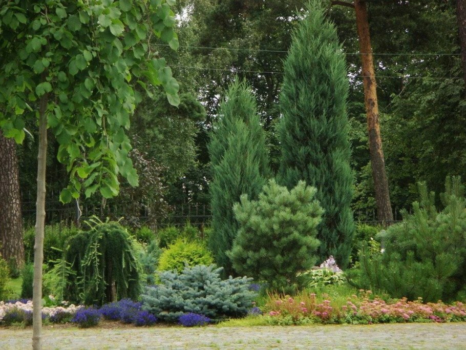 Ель обыкновенная Rydal