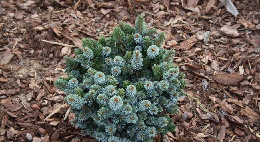 Ель glauca globosa