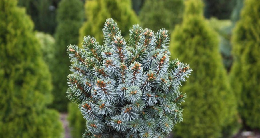 Пихта Abies lasiocarpa compacta