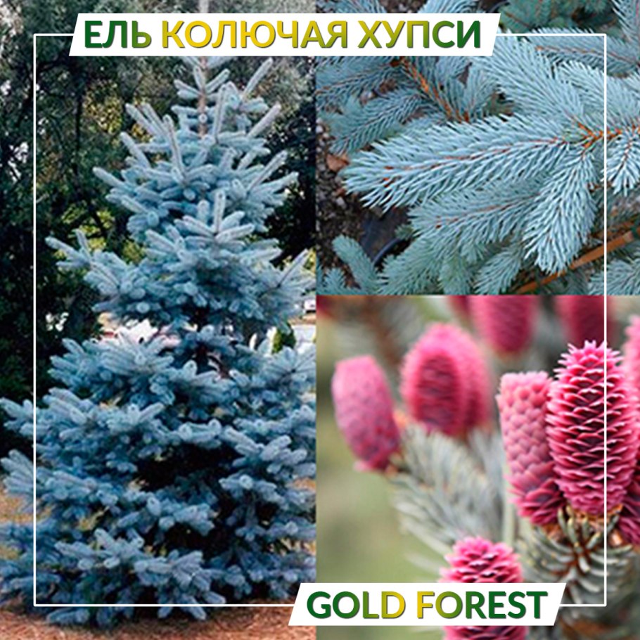 Ель голубая Picea pungens 'Białobok'