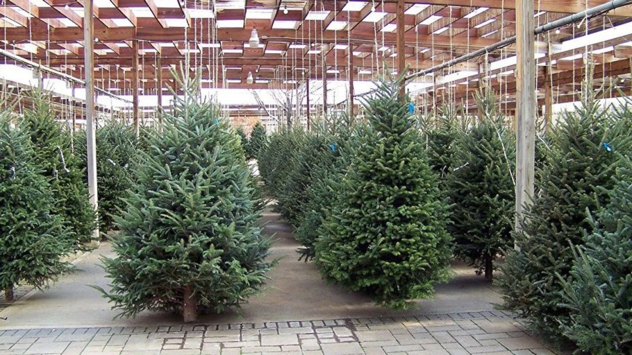 Ель Picea pungens Mecky