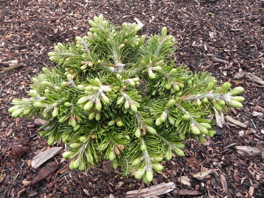 Ель Picea Abies Gold Finch