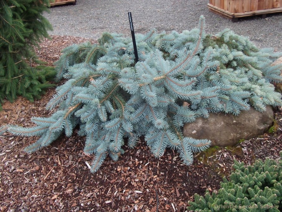 Ель колючая 'Nidiformis Kalous'