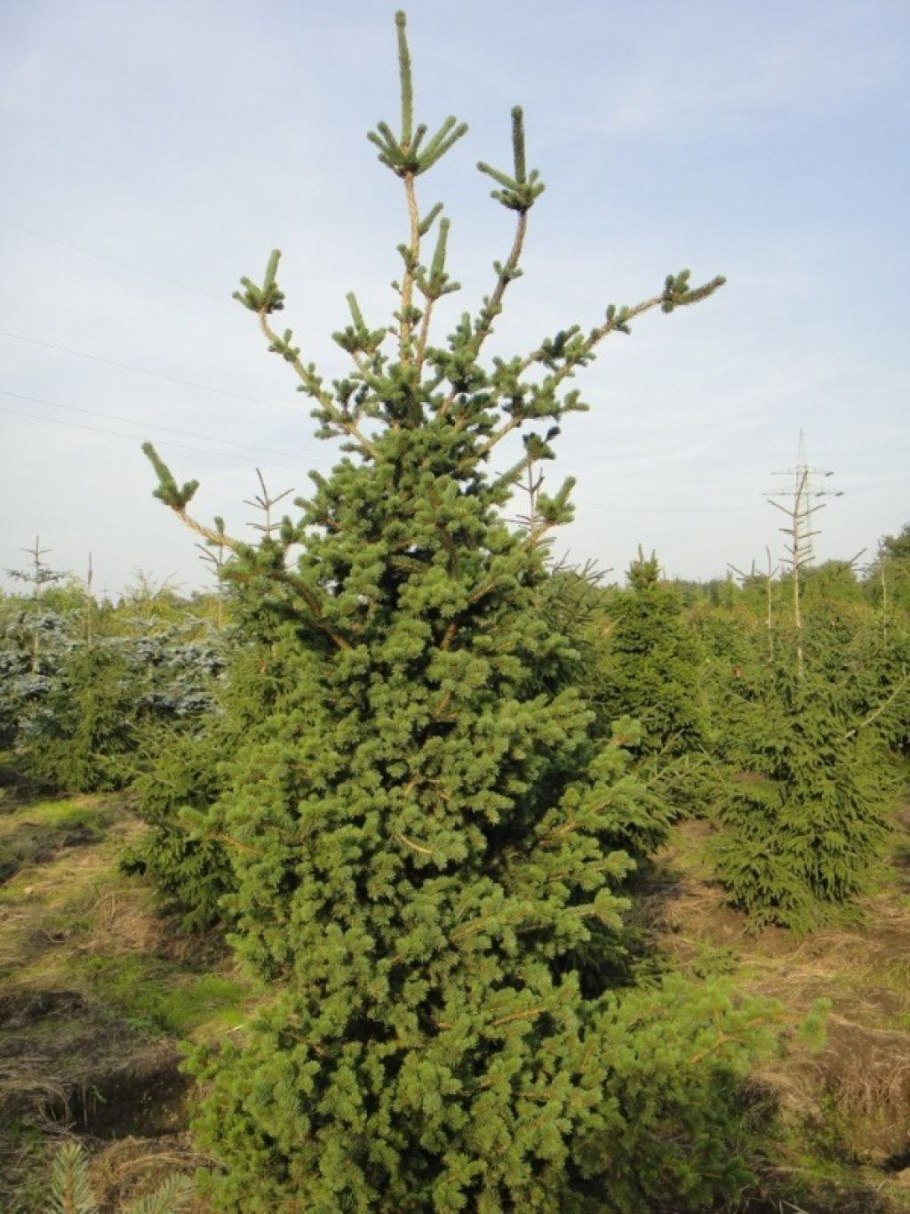 Ель колючая (Picea pungens glauca globosa)
