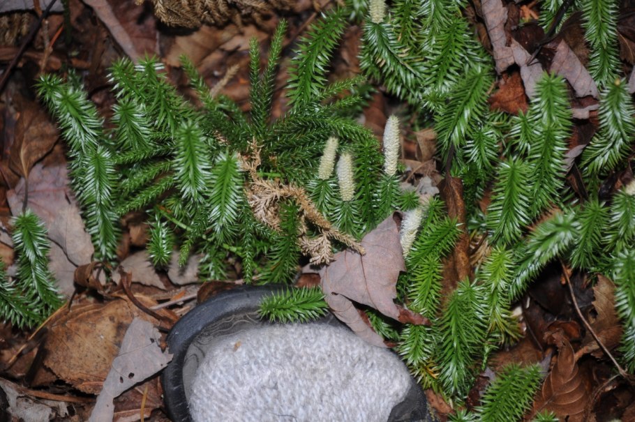 Цикл развития папоротника
