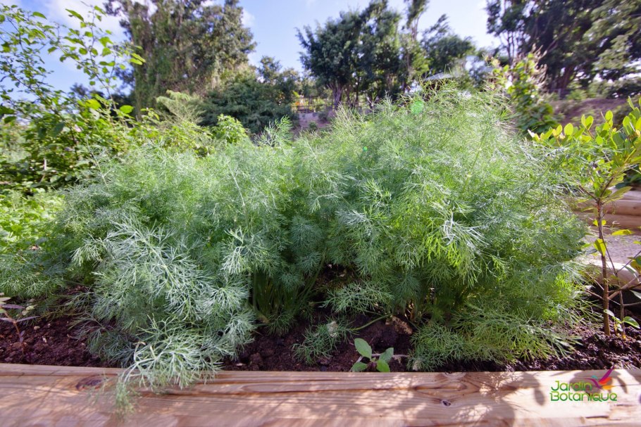 Укроп сорняк