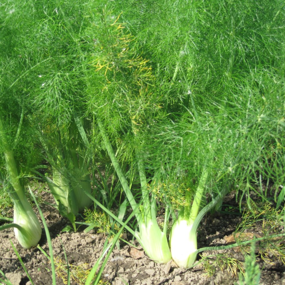 Фенхель обыкновенный