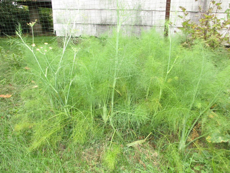 Фенхель куст