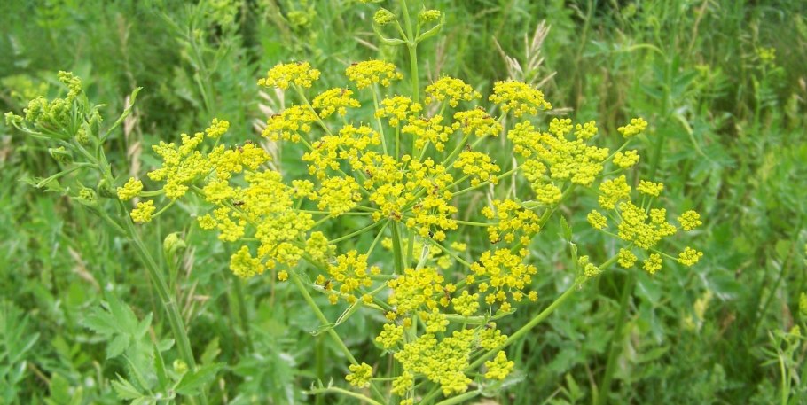 Пастернак Луговой