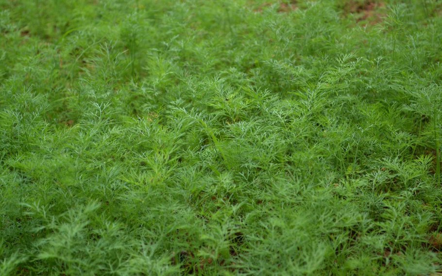 Укроп зонтичный